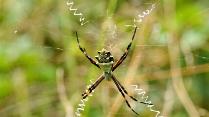Orb weaver spider in a web, in a field in Cotacachi, Ecuador