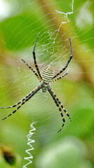 Striped orb weaver spider in a web, in a field in Cotacachi, Ecuador