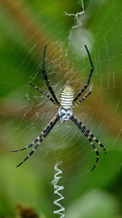 Striped orb weaver spider in a web, in a field in Cotacachi, Ecuador