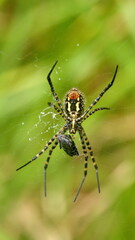 Orb weaver spider with a food packet in a web, in a field in Cotacachi, Ecuador