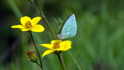 Cabbage butterfly on a yellow wildflower in a field in Cotacachi, Ecuador