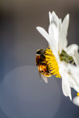 蜂が一心不乱に蜜を吸っています