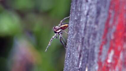 Male jumping spider on a post, in a field in Cotacachi, Ecuador