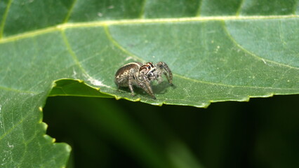 Female jumping spider on a leaf, in a field in Cotacachi, Ecuador