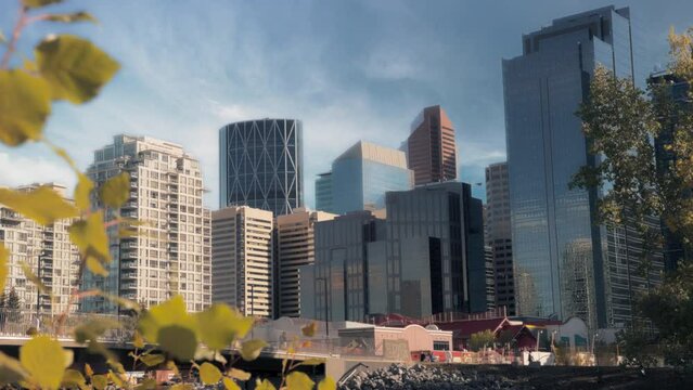 Leaves swaying in the wind with Calgary cityscape in the background. 