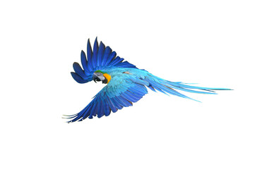 Macaw flying isolated on white background (PNG)