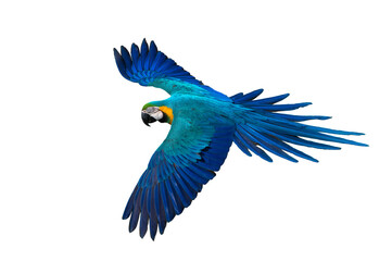 Macaw flying isolated on white background (PNG) - 542573861