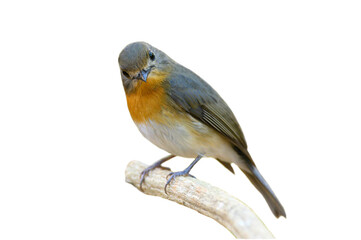 Hill Blue Flycatcher isolated on white background (PNG)