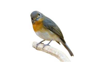 Hill Blue Flycatcher isolated on white background (PNG)