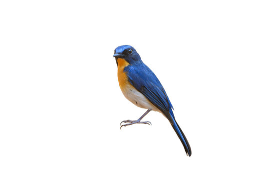 Hill Blue Flycatcher isolated on white background (PNG)