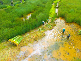 view of farmers harvest Lepironia articulata, Vietnamese name is Co bang. It is harvested by people...