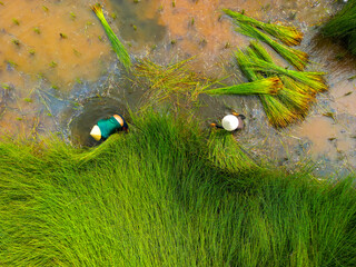 view of farmers harvest Lepironia articulata, Vietnamese name is Co bang. It is harvested by people...