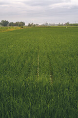 Green paddy field during planting season.