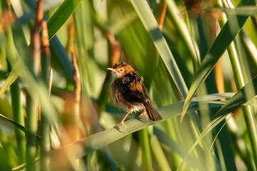 Golden-headed cisticola