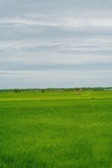 Green paddy field with worker spraying the pesticide.