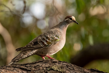 Common bronzewing