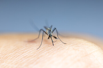 Anopheles mosquito and Mosquito Larva in the order Diptera, Anopheles sp. (Mosquito Larva) in the...
