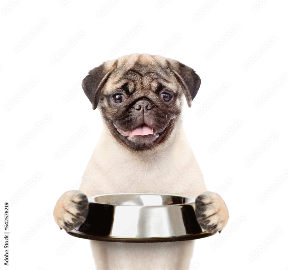 Poster hungry pug puppy holds empty bowl. isolated on white background