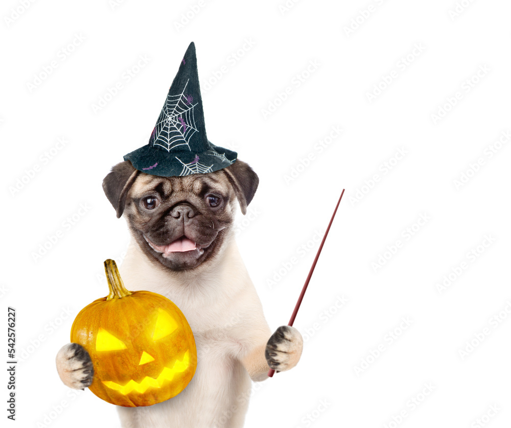 Poster pug puppy wearing hat for halloween holds pumpkin and points away on empty space. isolated on white 