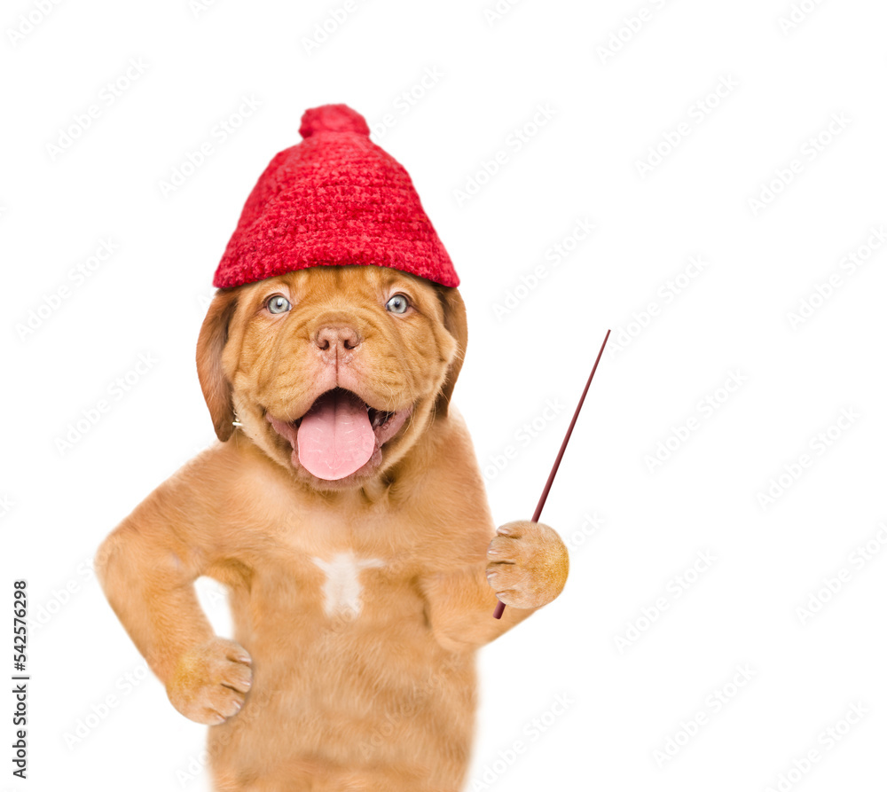 Poster Funny mastiff puppy wearing  warm hat holds a pointing stick and points away on empty space. isolated on white background