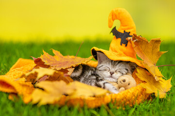 Cute kitten wearing hat for halloween sleeps and hugs toy bear on green grass under autumn leaves