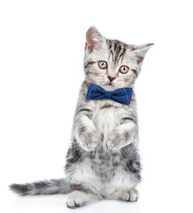 Funny smart kitten wearing tie bow standing on hind legs looks at camera. isolated on white background