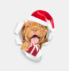 Happy puppy wearing red santa hat looking through a hole in white paper and holding gift box