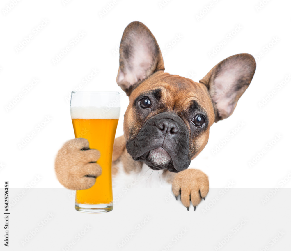 Poster smiling puppy with light beer peeking above white banner. isolated on white background