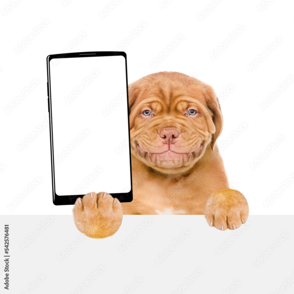 Poster Smiling mastiff puppy holds big smartphone with white blank screen in it paw, showing close to camera behind empty white banner. Isolated on white background