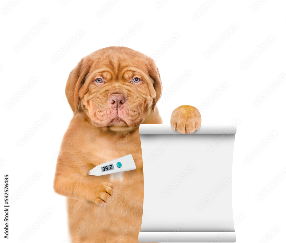 Poster Unhappy sick puppy with holds thermometer and shows empty list. isolated on white background