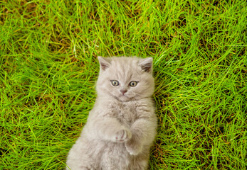 Naklejka na ściany i meble Cute kitten lying on its back on summer green grass. Top down view