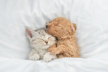 Cute tiny Toy Poodle puppy hugs happy tabby kitten under white warm blanket on a bed at home. Top...