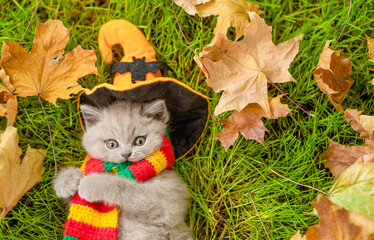Cute kitten wearing hat for halloween  lying on green grass with fall foliage. Top down view. Empty...