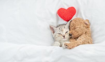 Cute tiny Toy Poodle puppy hugs happy tabby kitten under white warm blanket on a bed at home. Top...