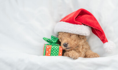Tiny Toy Poodle puppy wearing red santa hat sleeps with gift box under white blanket at home. Top down view. Empty space for text