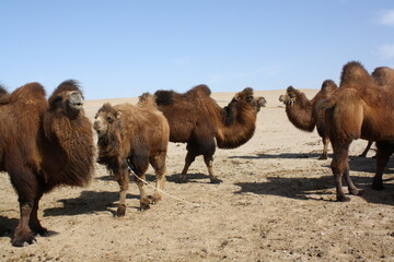 Bactrian camels in the barren desert, Gobi Desert in Umnugovi province, Mongolia. The two-hump camels are typical in the country. The animals are closely related to the nomads each day.