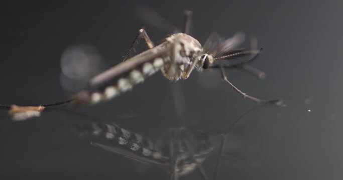 Anopheles mosquito and Mosquito Larva in the order Diptera, Anopheles sp. (Mosquito Larva) in the water for education.