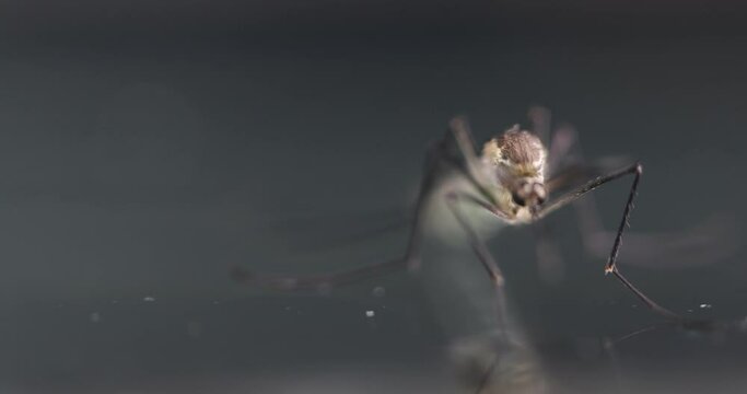 Anopheles mosquito and Mosquito Larva in the order Diptera, Anopheles sp. (Mosquito Larva) in the water for education.