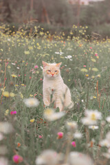 Gato blanco © Maddi