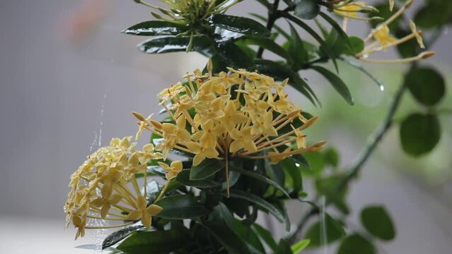 Close-up of yellow Ashoka (Saraca asoca) flowers on heavy rain background