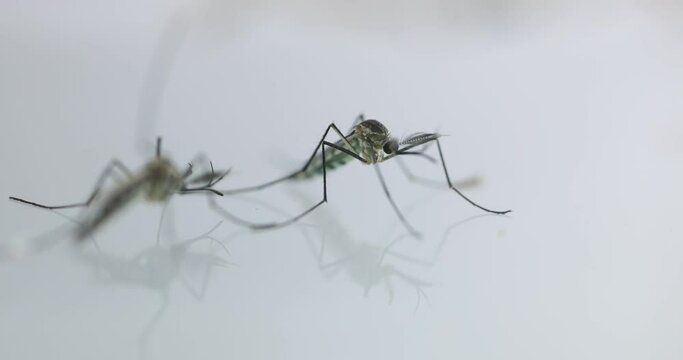 Anopheles mosquito and Mosquito Larva in the order Diptera, Anopheles sp. (Mosquito Larva) in the water for education.