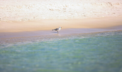 Seagull on the beach 5