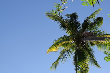 high angle coconut tree in the daytime