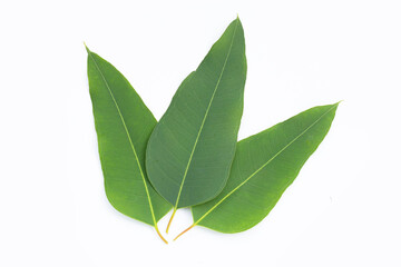 Eucalyptus leaves on white background.