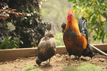 Free range rooster and chickens on an organic property