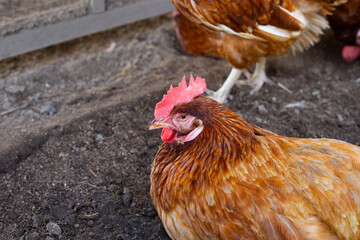 Hens in the chicken farm. Organic poultry house.