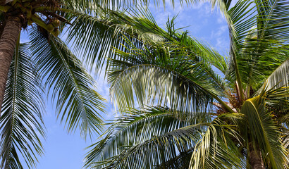 Obraz na płótnie Canvas Coconut palm trees, beautiful tropical with sky and clouds.