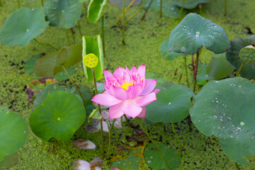 Pink lotus flower blooming in pond with green leaves