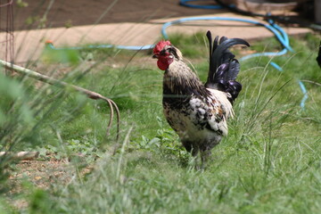 Free range rooster and chickens on an organic property
