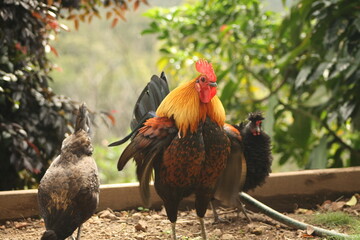 Free range rooster and chickens on an organic property